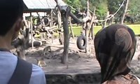 Libur Lebaran, Pengunjung Kebun Binatang Surabaya Melonjak
