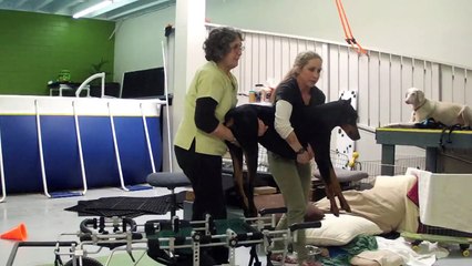 Doberman paralisado aprende a andar novamente