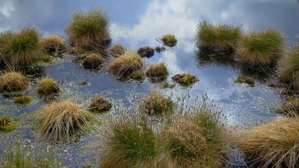 Le Parc des Hautes Fagnes (Le Tour de France de la biodiversité 3/21)