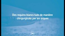 Des requins tués de manière chirurgicale par les orques