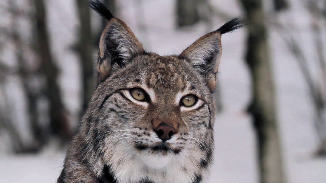 La Réserve Naturelle des Ballons Comtois (Tour de France de la biodiversité 5/21)