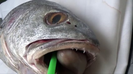 How To Revive a Fish