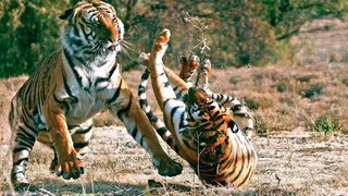 450 Lbs Bengal Tiger Takes Down Another Bengal Tiger