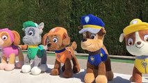 Un el el patrulla pata energía cerdo allí pasado patrulla canina español peppa olimpiadas piscina/capitulo 26