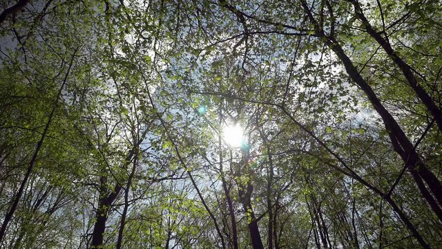 Le massif forestier de Chatillon (Tour de France de la biodiversité 7/21)