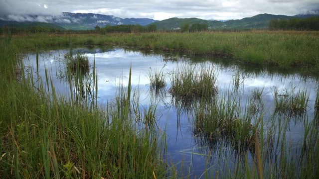 La Réserve Naturelle du marais de Lavours (Tour de France de la biodiversité 9/21)