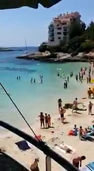 Un requin bleu se promène en eaux peu profondes à Palma de Majorque et effraie les touristes