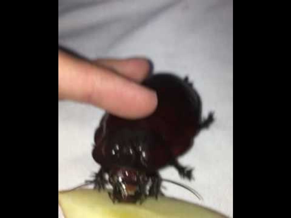 Giant Cockroach Enjoys Apple Slice