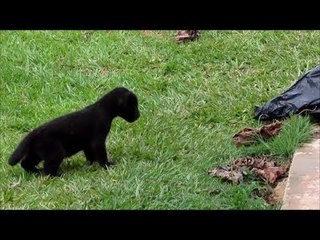 Baby Jaguar Takes on the Mighty Black Bin Liner