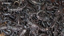 Dozens of baby scorpions crawling all over each other