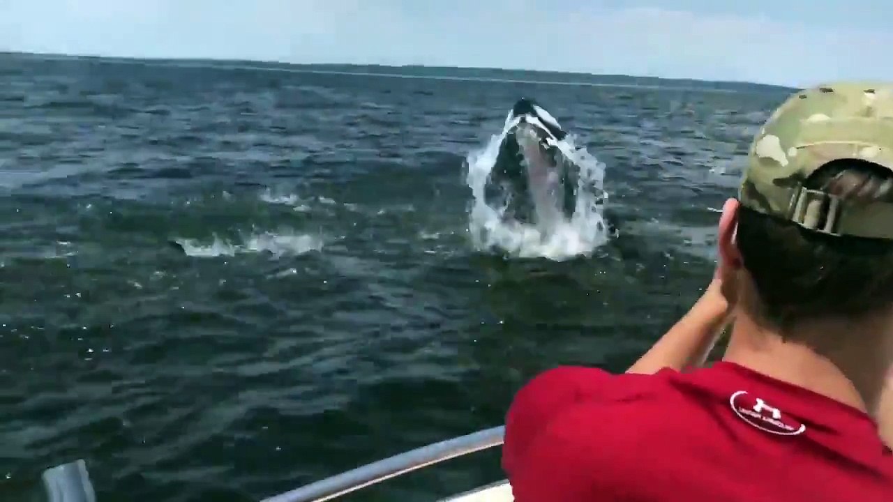Partis pêcher, leur bateau manque de faire naufrage lorsqu'une baleine surgit de trop près !