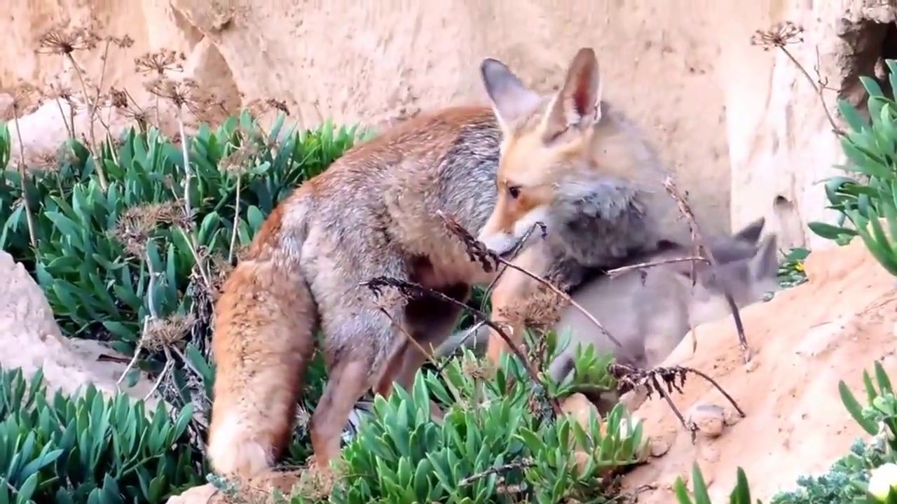 Incroyable, cette maman renard conduit une femme à ses bébés...
