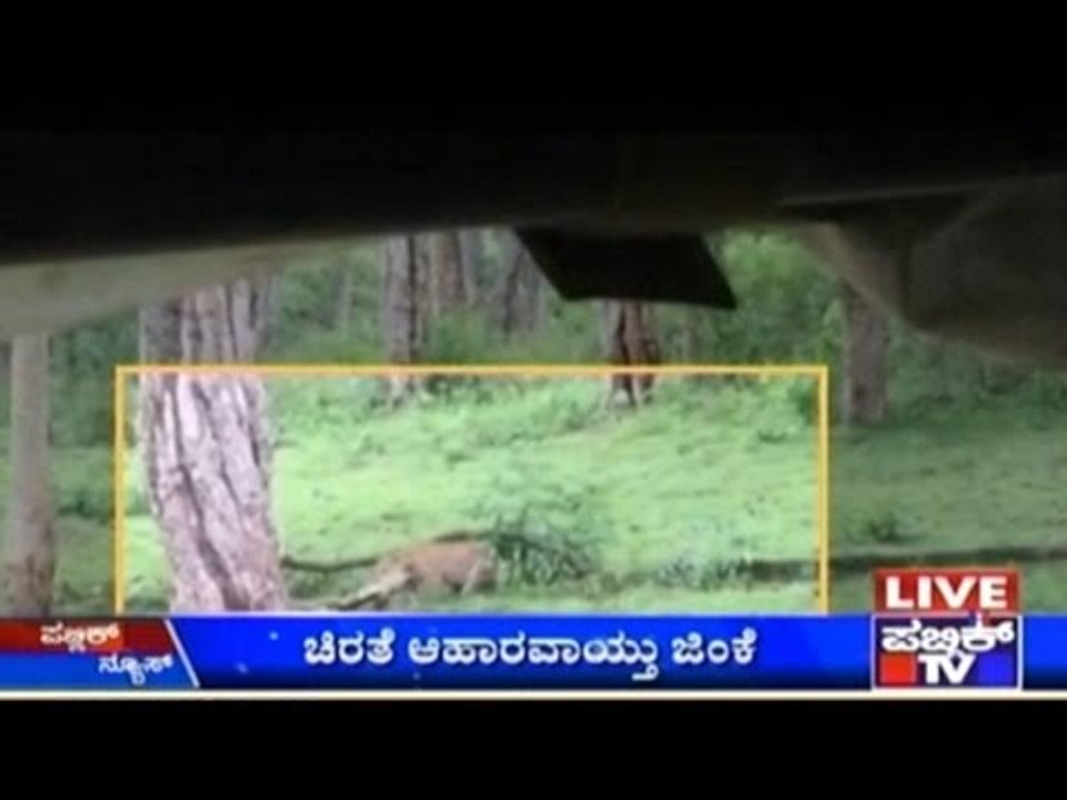Kabini Forest: Leopard Preys On Deer, Video Cap...