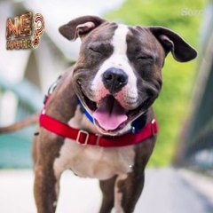 The Kennel Club ödüllü köpek fotoğrafları!