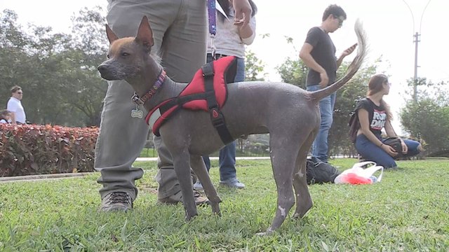 El Perro Sin Pelo del Perú deja atrás siglos de discriminación y estigma