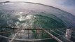 Great white shark gets aggressive near shark cage off South Africa