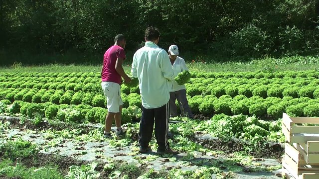 Hautes-Alpes : Plus de points de vente de producteurs sur la route : aucun problème pour la Ferme de Maurice