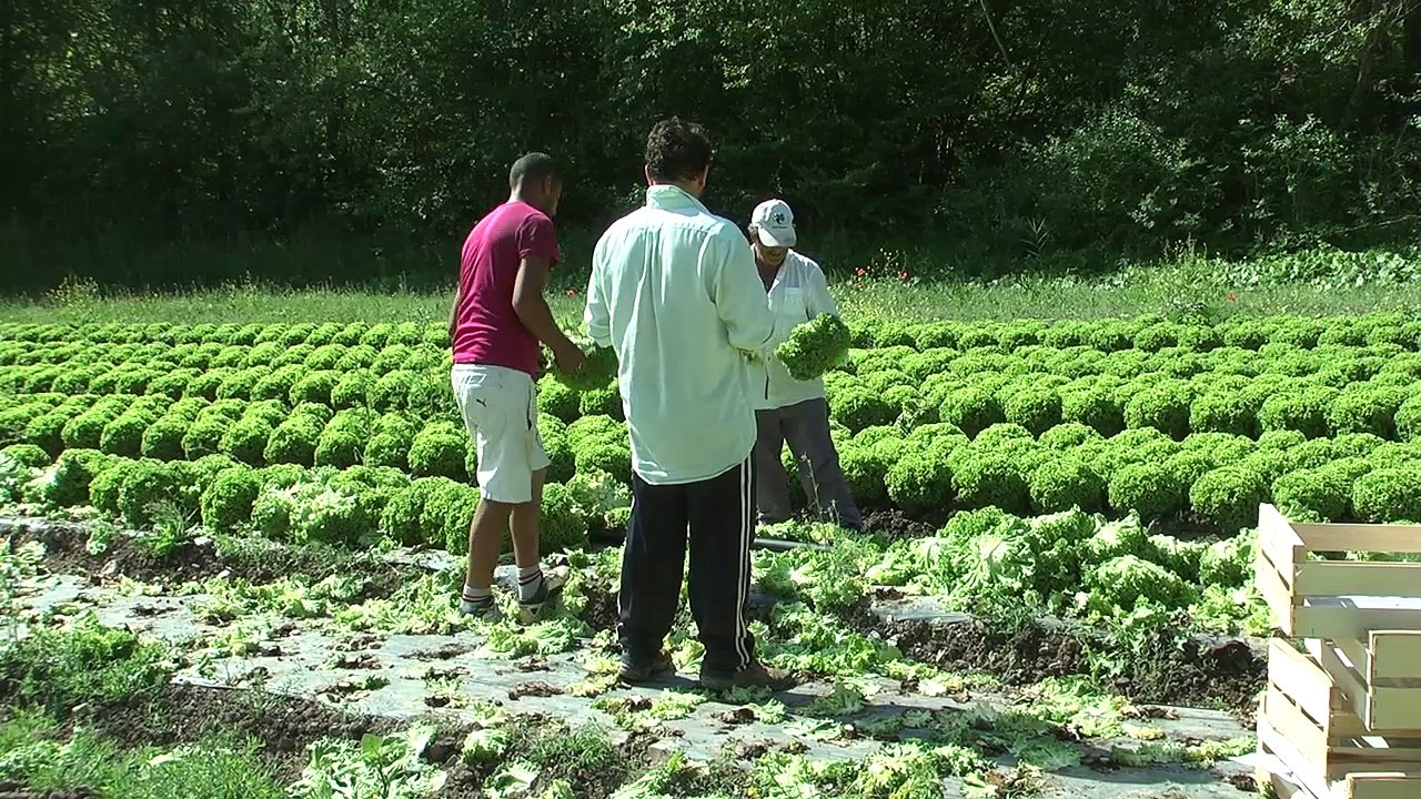 Hautes-Alpes : Plus de points de vente de producteurs sur la route : aucun problème pour la Ferme de Maurice