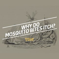 Why do mosquito bites itch?