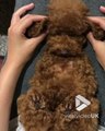 Ce chien kiffe tellement les massages de l'oreille
