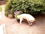 bear puts his ball in his water bowl