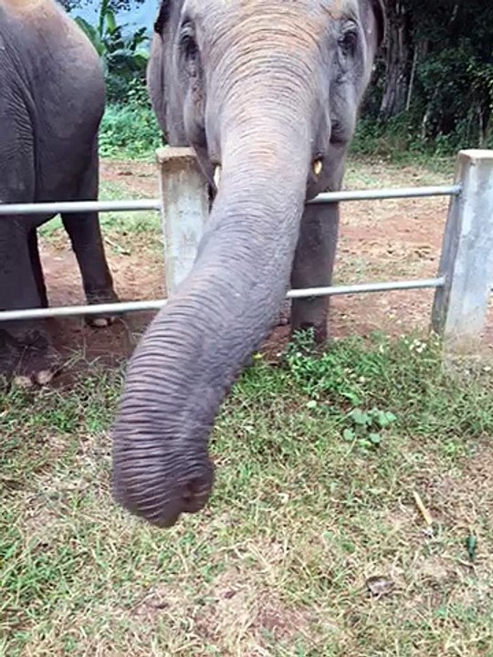 Feeding Elephants in Thailand
