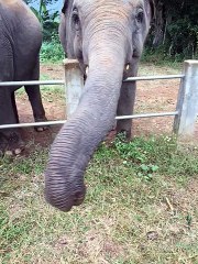 Feeding Elephants in Thailand