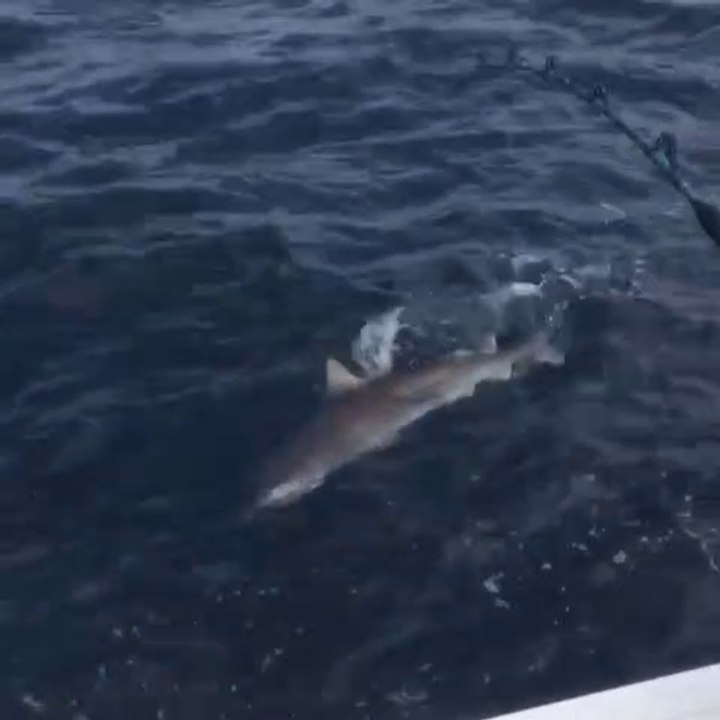 Sometimes you need to catch a shark...!
