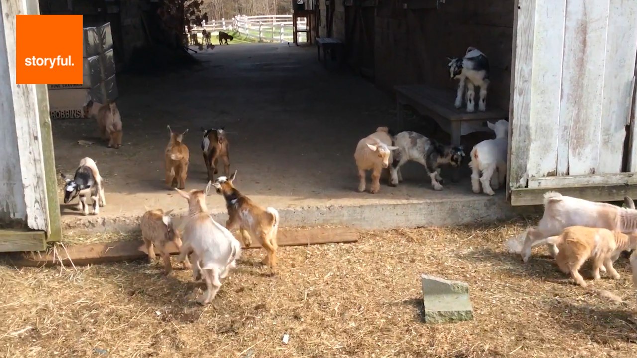 The Sunflower Farm Creamery Is a Haven for Little Critters