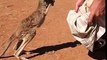 Ce bébé kangourou apprend à sauter dans une poche !