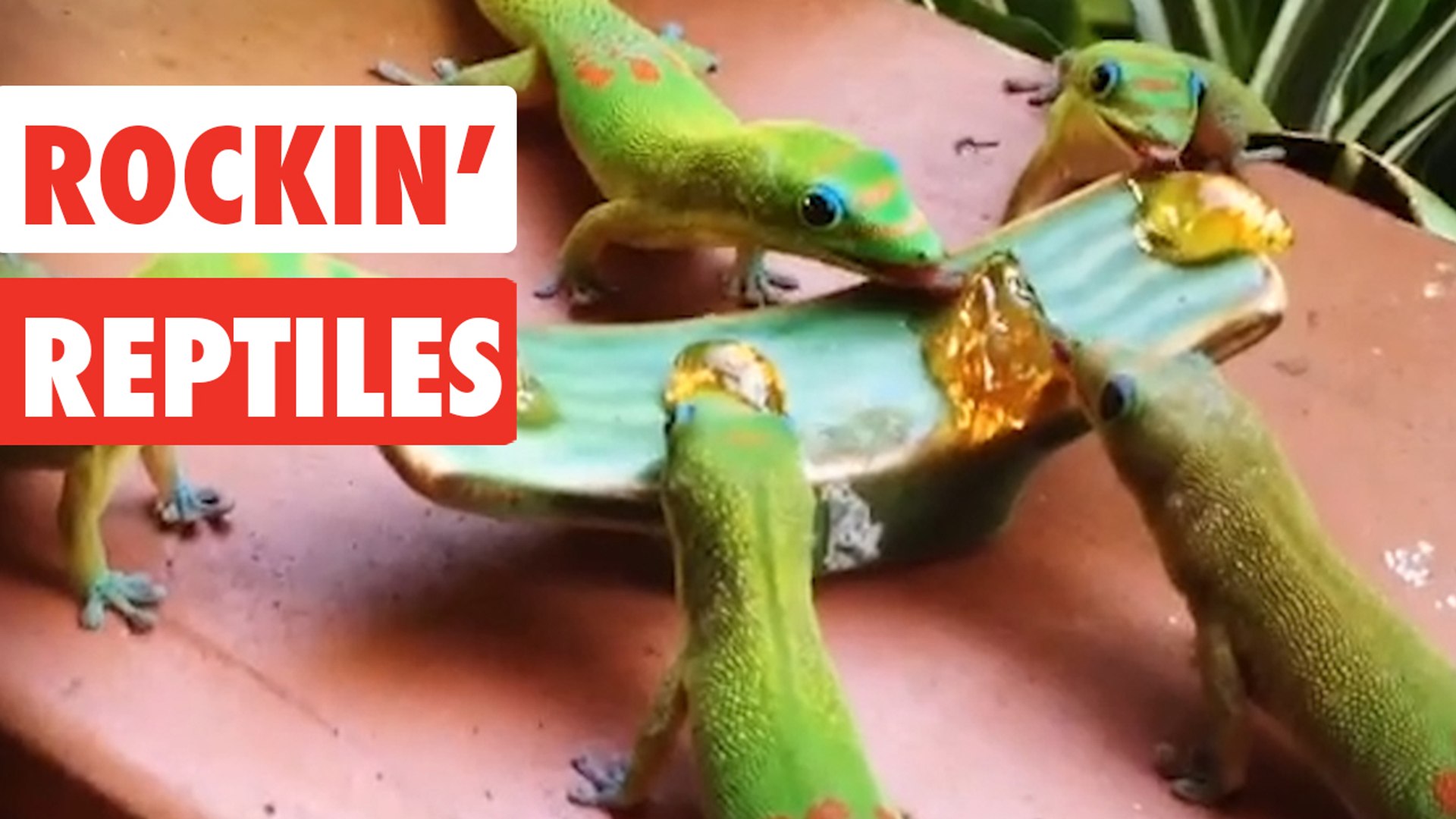 Rockin' Reptiles | Funny Reptile Video Compilation 2017