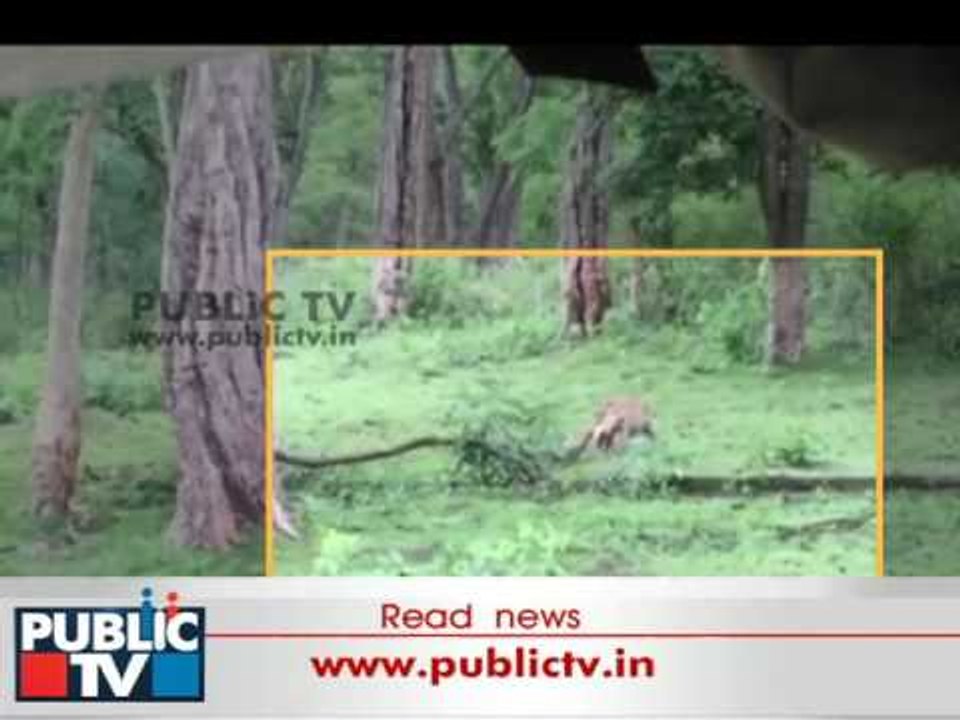 Leopard kills Deer at Kabini, Nagarahole Tiger Reserve