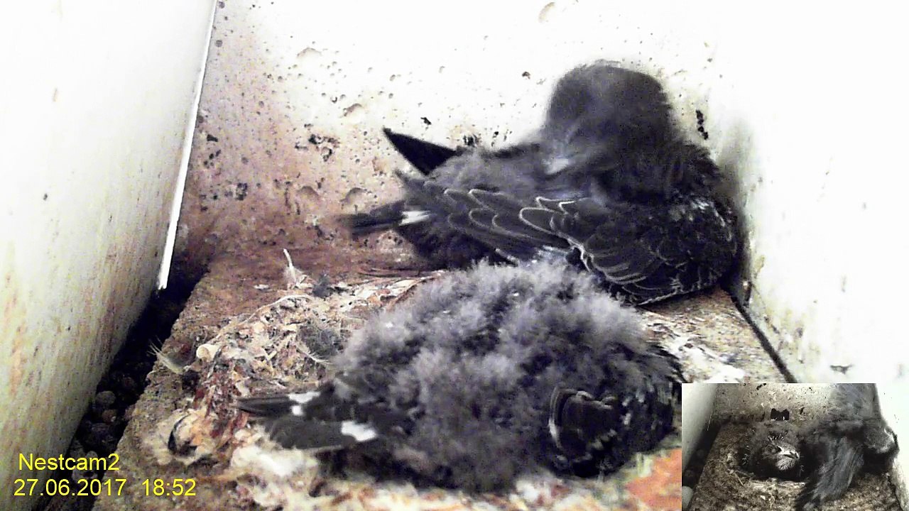 Mauersegler Nestcam 27. Juni 18:49