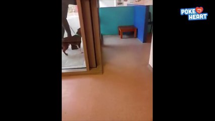 Amazing Lost Dog and Owner Reunion Video 2016 - Daily Heart Beat