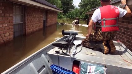 Amazing Pit Bull Rescue 2016 - Daily Heart Beat