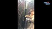 German Shepherd Puppy Happy to See Owner Video 2016 - Daily Heart Beat