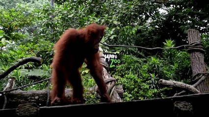 Singapore zoo marks 44th birthday with feast for its orangutangs