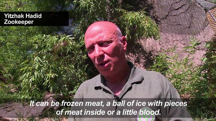 Rome zoo animals enjoy frozen treats amid soaring temperatures