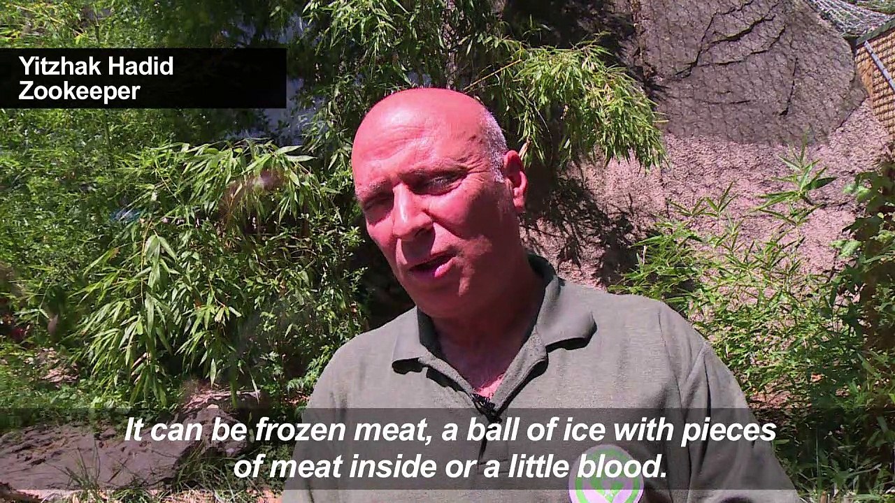 Rome zoo animals enjoy frozen treats amid soari...