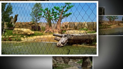 La terre des lions - Beauval