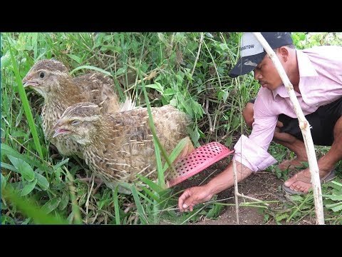 Awesome Quick Bird Trap Using Paiute Deadfall - How To Make a bird trap with simple trick