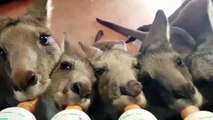 Adorable : ces bébés kangourous se nourrissent au biberon