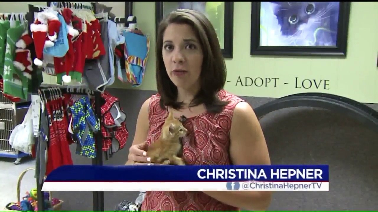 Dozens of Cats Rescued from Hoarding Situation at Iowa Home