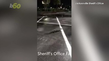 Florida Police Have Slow-Speed Chase With Road-Blocking Alligator
