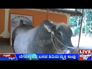 Puttur: Temple Bull Jabs And Kills Man