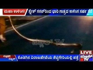 Virajpet: Snake Gagan Captures 12 Feet Long King Cobra