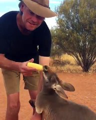 Cute Kangaroo Enjoys Corn on the Cob