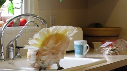 Indoor Bird Bath