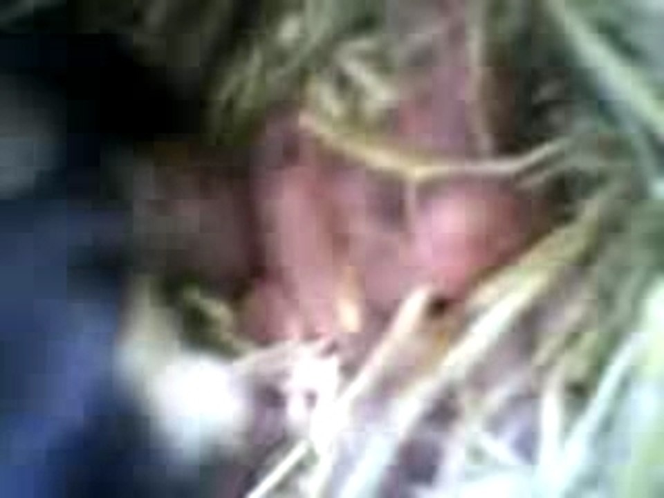 Acoucheman souris 13 bb