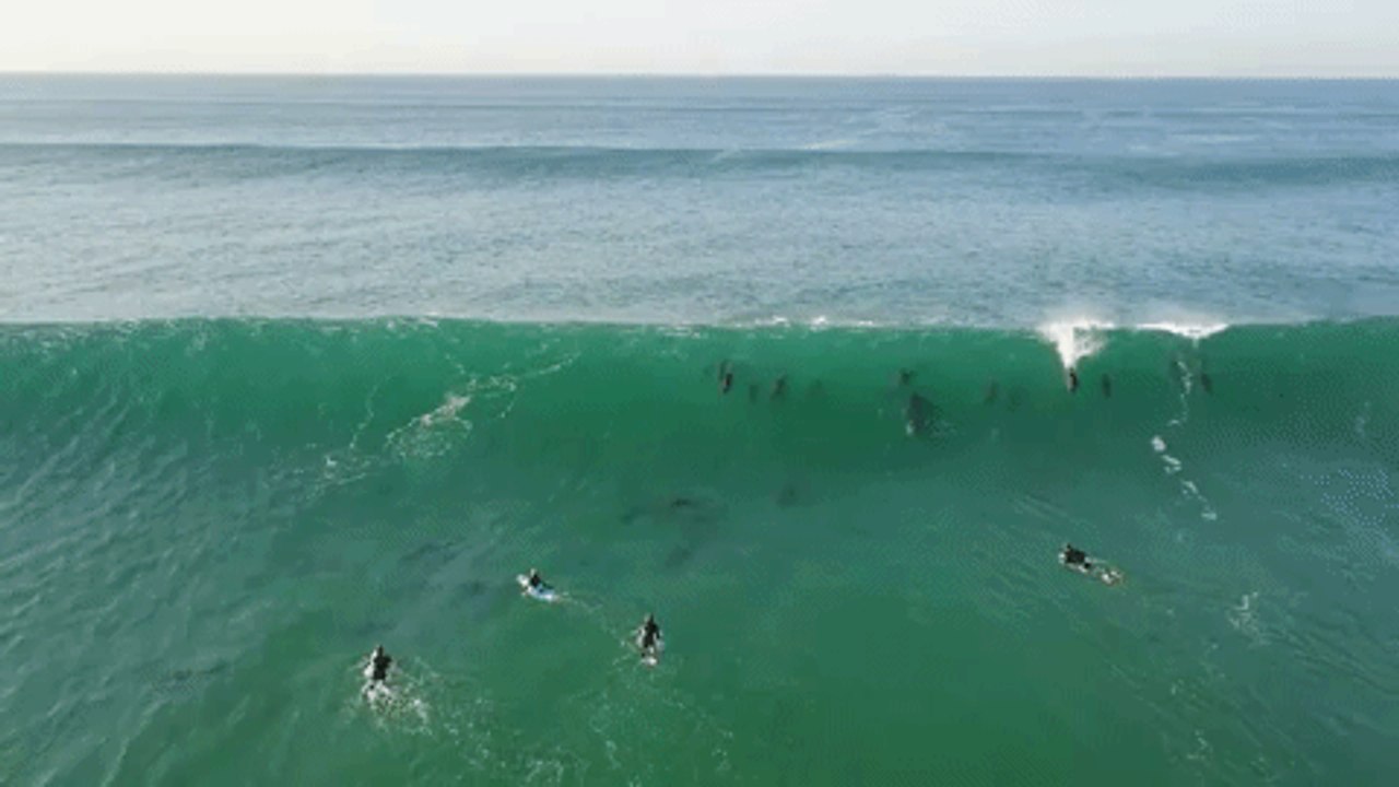Dolphins Join Surfers at South African Beach